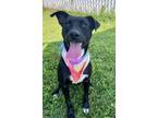 Adopt Bonnie $25 a Labrador Retriever, Mixed Breed