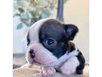 Boston Terrier Puppy for sale in Casa Grande, AZ, USA