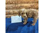 Goldendoodle Puppy for sale in Penrose, CO, USA