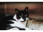 Adopt 73395a Sweetie a Domestic Short Hair