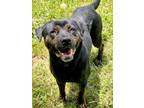 Adopt TRUMOO a Labrador Retriever, Rottweiler