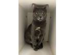Adopt Wesker (s roan) a Domestic Short Hair