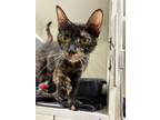 Adopt Shelly (lakewood) a Domestic Short Hair