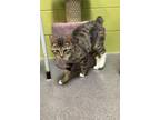 Adopt Danica (Trenton) a Domestic Short Hair