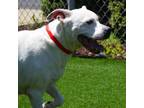Adopt DARLA a Staffordshire Bull Terrier, Mixed Breed