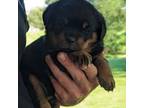 Rottweiler Puppy for sale in Goshen, IN, USA