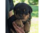 Rottweiler Puppy for sale in Goshen, IN, USA