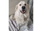Adopt Penelope / AC 25007 F a Great Pyrenees