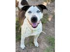 Adopt ATHENA a Pit Bull Terrier, Mixed Breed