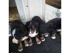 Bernese Mountain Dog Puppy for sale in Memphis, MO, USA