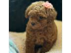 Poodle (Toy) Puppy for sale in Monee, IL, USA