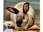 Adopt Tulip a Bunny Rabbit