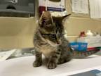 Adopt Cheese a Domestic Short Hair