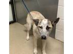 Adopt PALOMA (Dove) a Cattle Dog, Mixed Breed