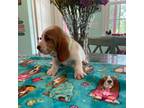 Basset Hound Puppy for sale in Rock Hill, SC, USA