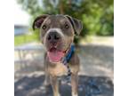 Adopt LULU a Pit Bull Terrier, Mixed Breed