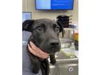 Adopt A111637 a Labrador Retriever