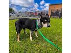Adopt A008516 a Australian Cattle Dog / Blue Heeler, Mixed Breed