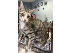 Adopt OLIVE OIL a Domestic Short Hair