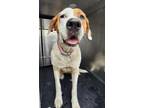 Adopt LESLIE a Brittany Spaniel