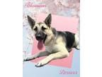 Adopt BLOSSOM a German Shepherd Dog