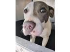 Adopt PUPPY 1 a American Staffordshire Terrier