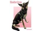 Adopt SABRINA a German Shepherd Dog