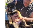 German Shepherd Dog Puppy for sale in East Wareham, MA, USA