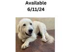 Adopt Dog Kennel #20 a Great Pyrenees, Mixed Breed