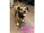 Adopt Dog Kennel #28 a Dachshund, Mixed Breed