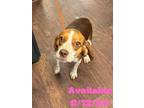 Adopt Dog Kennel # 25 a Beagle, Mixed Breed