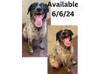 Adopt Dog Kennel #29 a Cattle Dog, Mixed Breed
