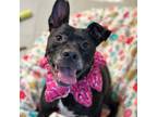 Adopt QUEEN BELLA a American Staffordshire Terrier, Mixed Breed