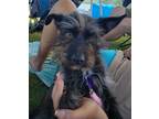 Adopt Coco a Yorkshire Terrier, Mixed Breed