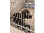 Adopt 2406-0798 Lana a Pit Bull Terrier