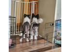 Chinese Crested Puppy for sale in Lumber City, GA, USA
