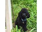 Poodle (Toy) Puppy for sale in Pryor, OK, USA