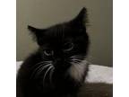 Adopt Blissey a Domestic Short Hair