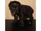 Schnauzer (Miniature) Puppy for sale in Edgar Springs, MO, USA