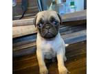 Pug Puppy for sale in Mocksville, NC, USA