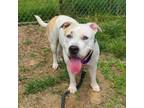 Adopt LORA a Pit Bull Terrier, Mixed Breed