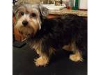 Yorkshire Terrier Puppy for sale in Portsmouth, OH, USA
