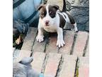 Mutt Puppy for sale in Austell, GA, USA