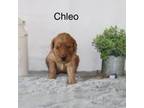 Chleo