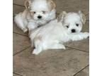 Shih Tzu Puppy for sale in Las Vegas, NV, USA
