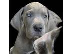 Great Dane Puppy for sale in Riverside, CA, USA