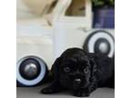 Cocker Spaniel Puppy for sale in Neosho, MO, USA