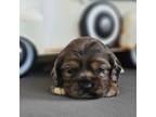 Cocker Spaniel Puppy for sale in Neosho, MO, USA