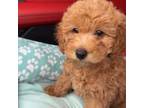 Fifi toy poodle