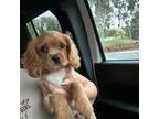 Cavalier King Charles Spaniel Puppy for sale in Irvine, CA, USA